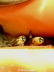 Conch eyes - taken with a Canon G10 & Epoque ES-230DS strobe by Sean Cooper 